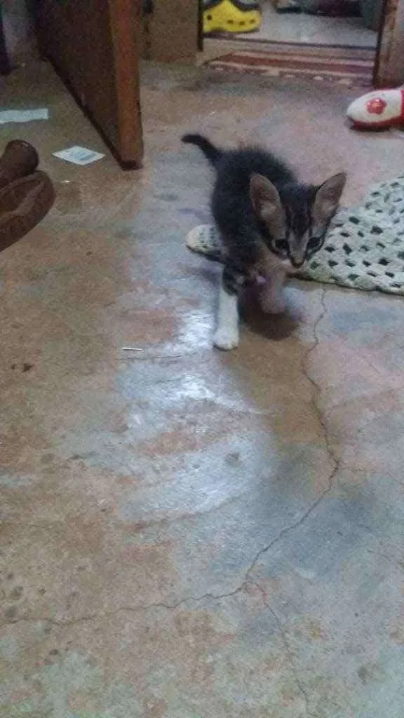 Gato ra a Variada. idade Abaixo de 2 meses nome Gatinhos filhote