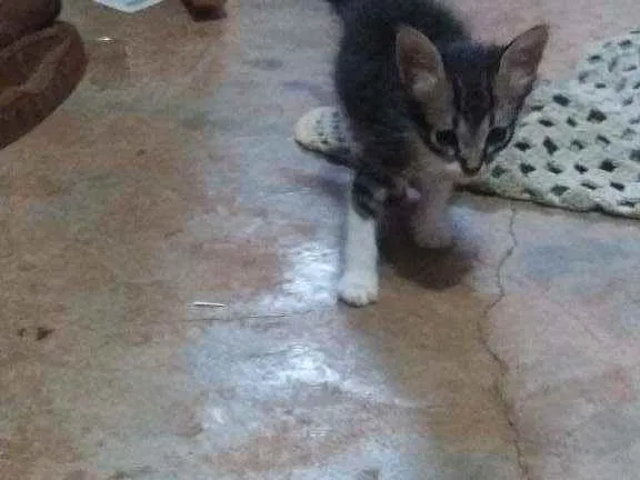 Gato ra a Variada. idade Abaixo de 2 meses nome Gatinhos filhote