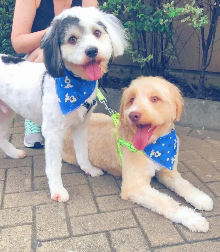 Cachorro ra a  idade 3 anos nome SPOT E CARAMELO