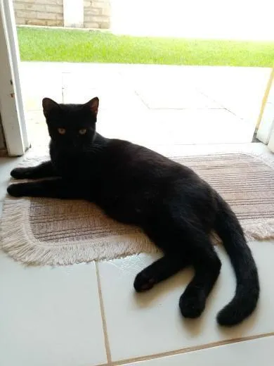 Gato raça Vira lata idade 1 ano nome Sem nome