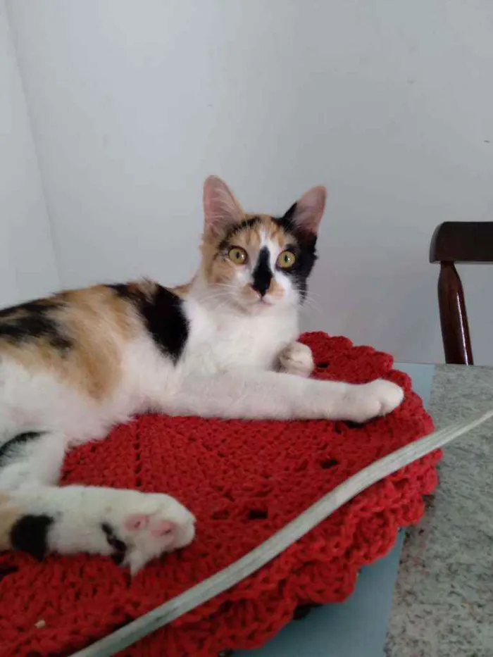 Gato ra a  idade 2 a 6 meses nome Sophia