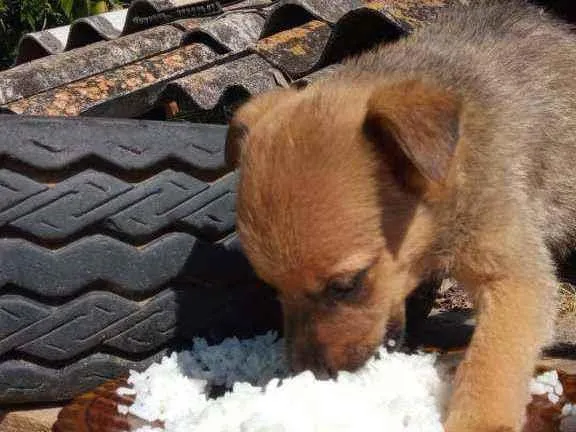 Cachorro raça SRD  idade 2 a 6 meses nome Filhotes 