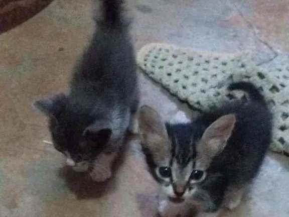 Gato ra a Variada. idade Abaixo de 2 meses nome Gatinhos filhote