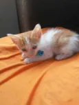 Caramelo