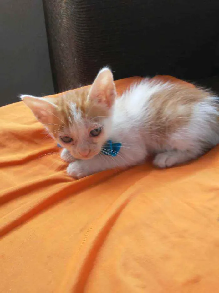 Gato ra a Diferentemedi idade 2 a 6 meses nome Caramelo