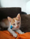 Caramelo