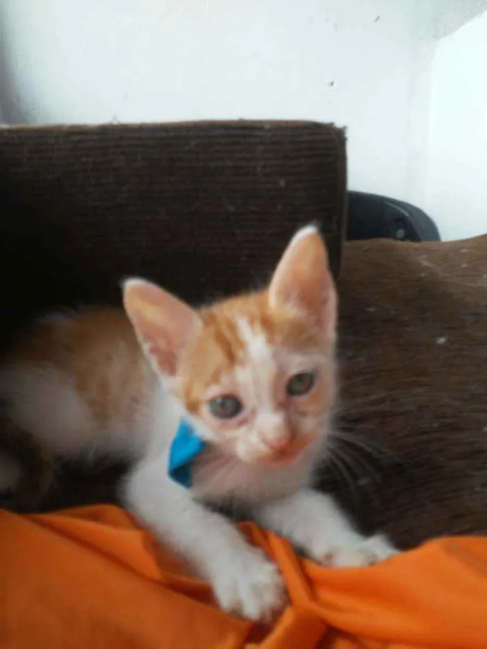 Gato ra a Diferentemedi idade 2 a 6 meses nome Caramelo