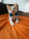 Caramelo