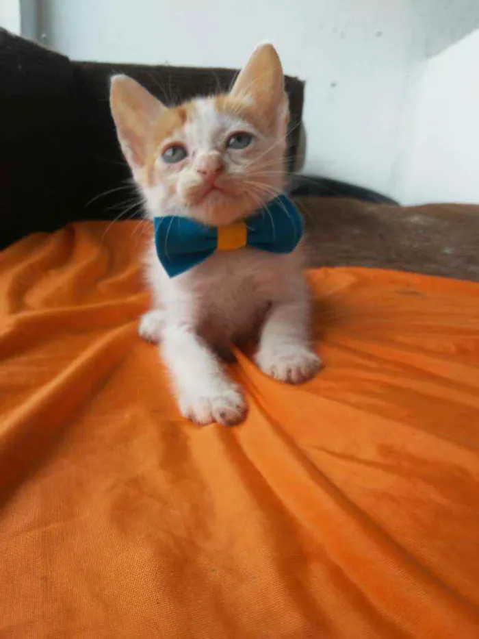 Gato ra a Diferentemedi idade 2 a 6 meses nome Caramelo