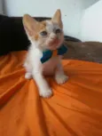 Caramelo