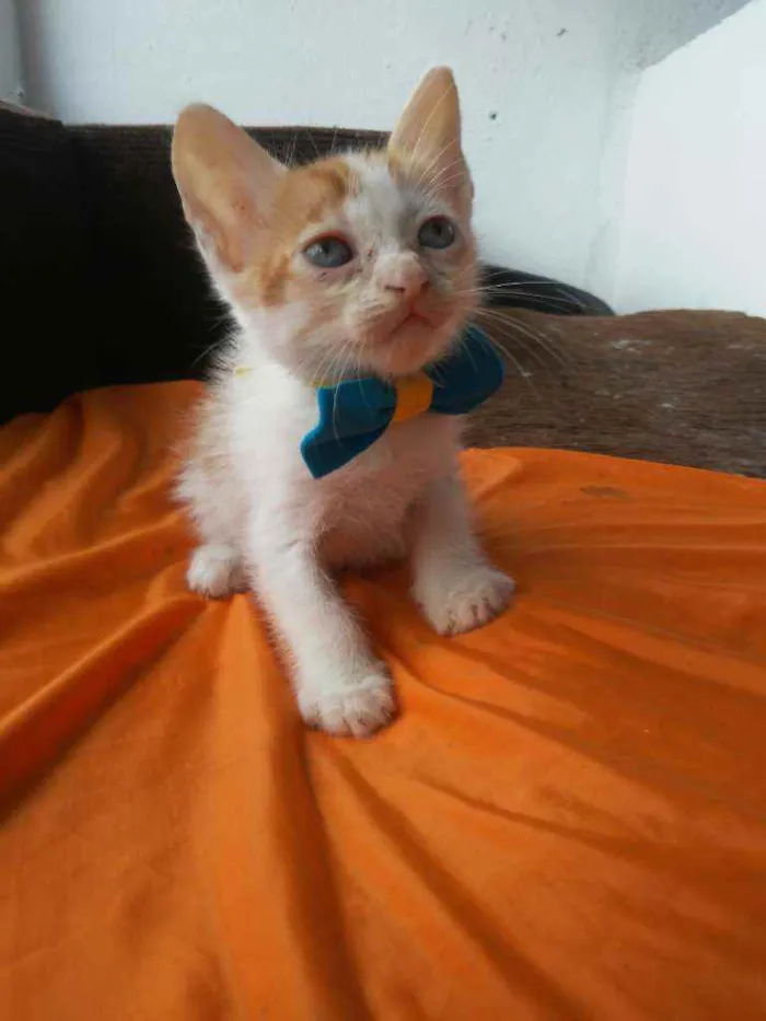 Gato ra a Diferentemedi idade 2 a 6 meses nome Caramelo