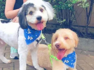 Cachorro raça  idade 3 anos nome SPOT E CARAMELO