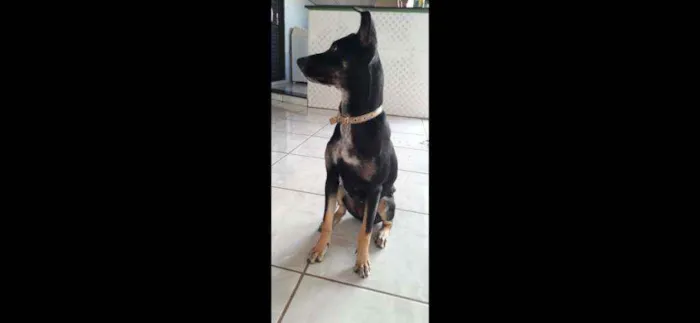 Cachorro ra a Sem raça definida idade 7 a 11 meses nome Lua
