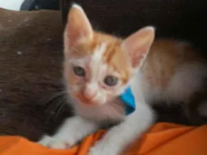Gato raça Diferentemedi idade 2 a 6 meses nome Caramelo