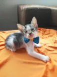Benji