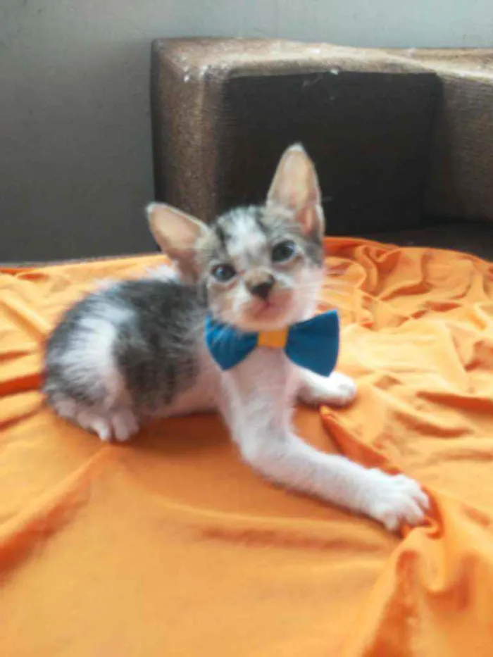 Gato ra a Comum idade 2 a 6 meses nome Benji
