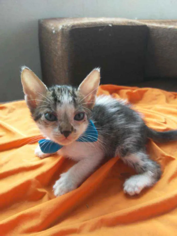 Gato ra a Comum idade 2 a 6 meses nome Benji