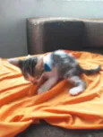 Benji