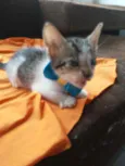 Benji