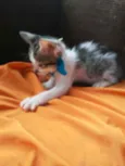 Benji
