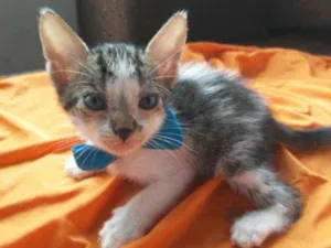 Gato raça Comum idade 2 a 6 meses nome Benji