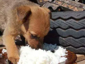 Cachorro raça SRD  idade 2 a 6 meses nome Dalila 