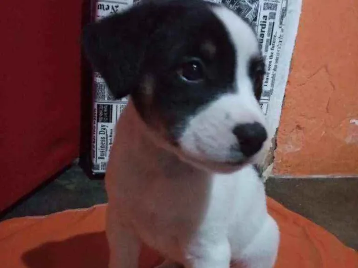 Cachorro ra a Mestiços idade Abaixo de 2 meses nome Sem nome