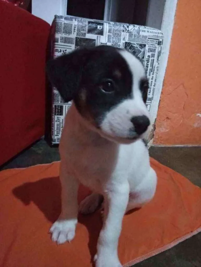 Cachorro ra a Mestiços idade Abaixo de 2 meses nome Sem nome