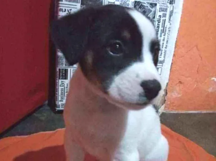 Cachorro ra a Mestiços idade Abaixo de 2 meses nome Sem nome