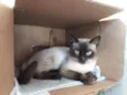 Tom