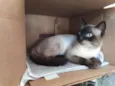 Tom