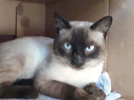 Gato ra a S.R.D. idade  nome Tom