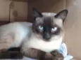 Tom