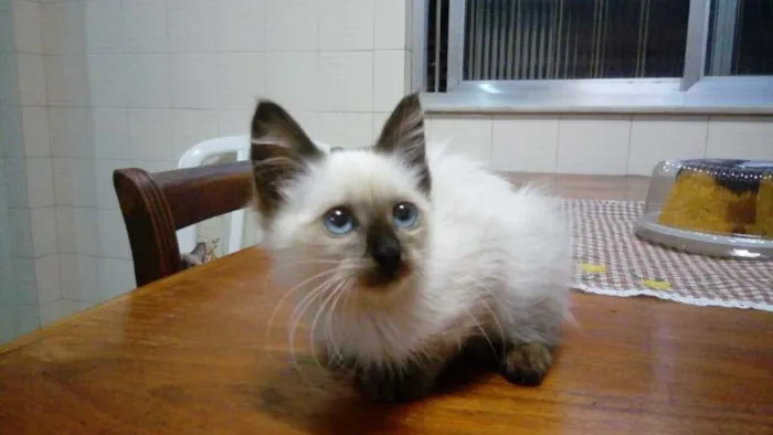 Gato ra a Siamês idade 2 a 6 meses nome Nina