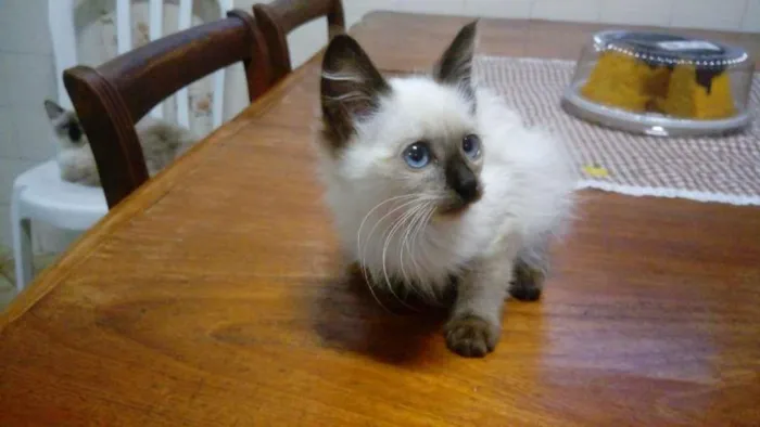 Gato ra a Siamês idade 2 a 6 meses nome Nina