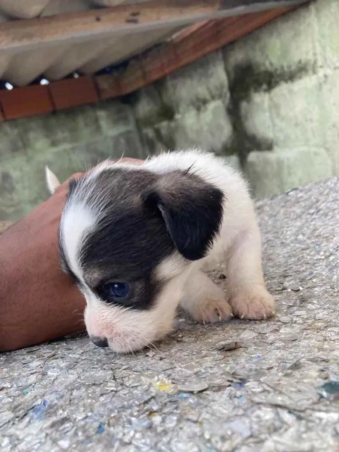 Cachorro ra a Mistura de poodle com vira lat idade Abaixo de 2 meses nome Sem nome 