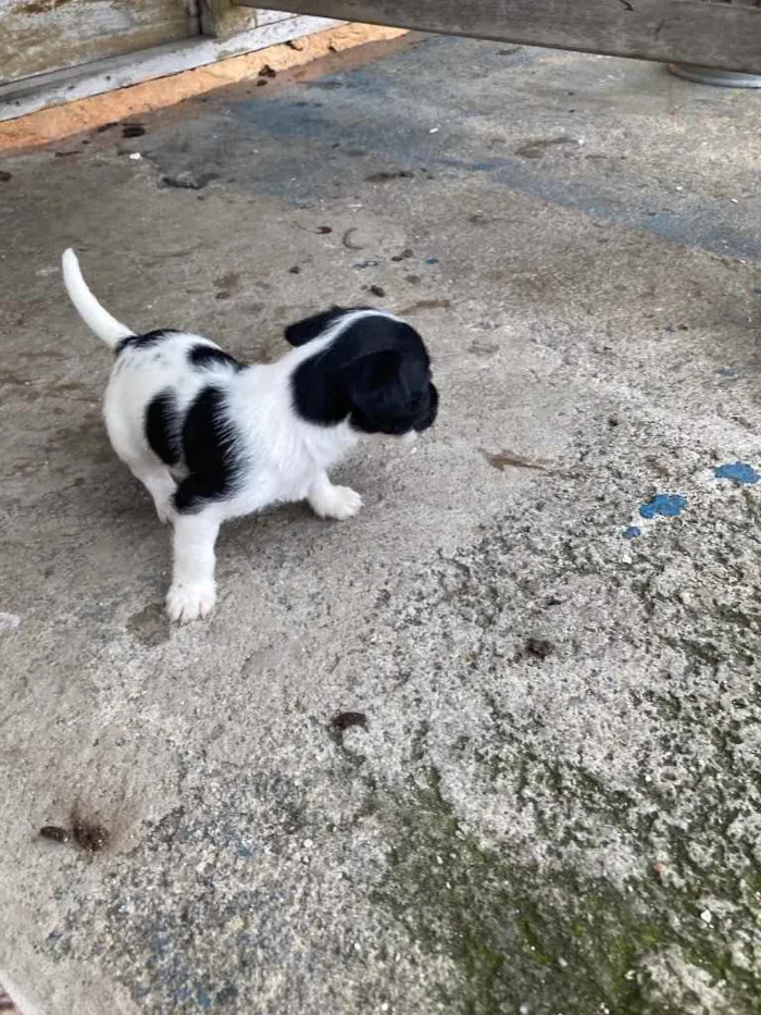 Cachorro ra a Mistura de poodle com vira lat idade Abaixo de 2 meses nome Sem nome 