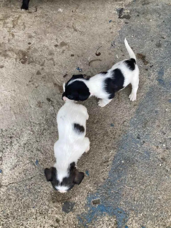 Cachorro ra a Mistura de poodle com vira lat idade Abaixo de 2 meses nome Sem nome 