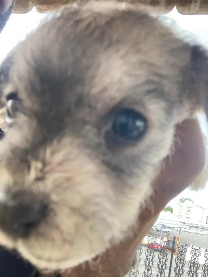 Cachorro ra a Mistura de poodle com vira lat idade Abaixo de 2 meses nome Sem nome 