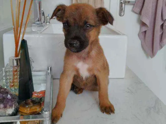 Cachorro ra a Não definida idade Abaixo de 2 meses nome Ted