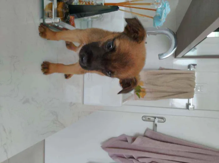 Cachorro ra a Não definida idade Abaixo de 2 meses nome Ted