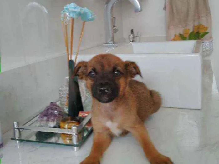 Cachorro ra a Não definida idade Abaixo de 2 meses nome Ted