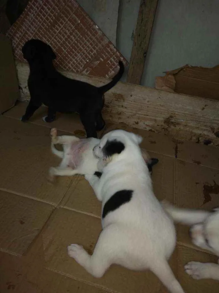 Cachorro ra a SRD idade  nome Branco