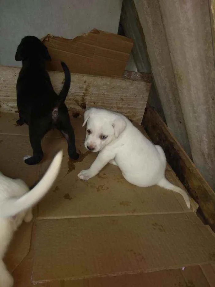 Cachorro ra a SRD idade  nome Branco