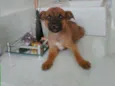 Ted