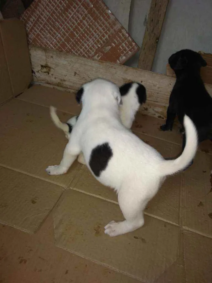 Cachorro ra a SRD idade  nome Branco