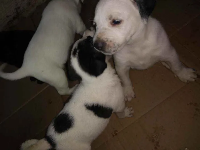 Cachorro ra a SRD idade  nome Branco