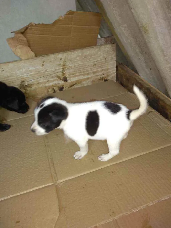Cachorro ra a SRD idade  nome Branco