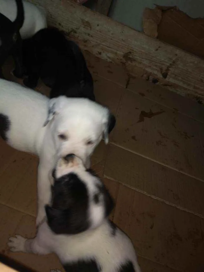 Cachorro ra a SRD idade  nome Branco