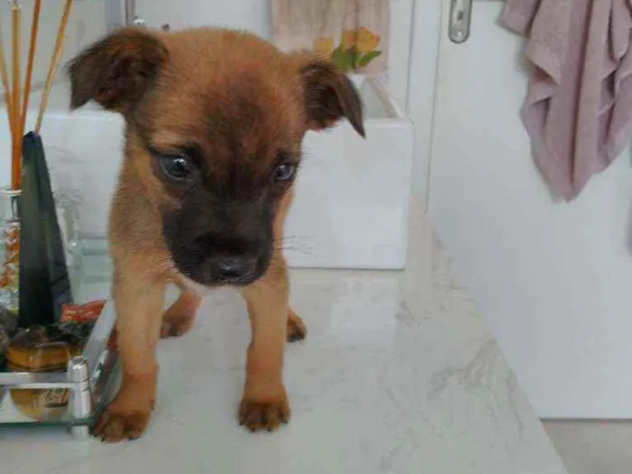 Cachorro ra a Não definida idade Abaixo de 2 meses nome Ted